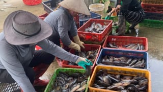Nuôi cá rô đồng đặc sản bơi dày đặc như mưa rào dưới ao, trai Hải Phòng bán dễ như nhai kẹo, cầm 300 triệu/năm