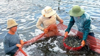 Chủ tịch UBND tỉnh Cà Mau ban hành kế hoạch quan trọng về phát triển ngành hàng tỷ đô, sau sáp nhập với Bạc Liêu