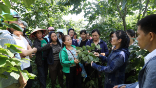 Lạng Sơn: Nâng tầm cây Hồng Vành Khuyên với kỹ thuật canh tác tiên tiến