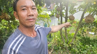 Nuôi con vật hung hãn dẫn dụ từ rừng về, cứ đêm ra lấy thứ 'đại bổ' này đem bán, ông nông dân Quảng Trị kiếm bộn tiền