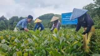 Từng lao đao vì 'chè bẩn', nay sản phẩm của dân một xã ở tỉnh Lào Cai (sau sáp nhập) nhận 4 sao OCOP
