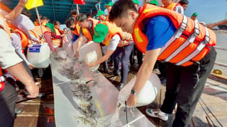 Thả hơn 215.000 con cá giống tái tạo nguồn lợi thủy sản cho Đồng bằng sông Cửu Long