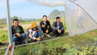 Lạng Sơn: Tỷ phú nuôi ốc nhồi có bí quyết chả tốn một xu mua cám, bán dễ hơn gà ta thả vườn, thu tiền tỷ/năm