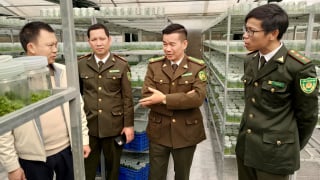 Giống cây lâm nghiệp đạt chuẩn “chìa khóa” mở cánh cửa xuất khẩu cho gỗ Lạng Sơn