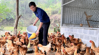 Nuôi thành công giống gà quý Vạn Linh ở Lạng Sơn, hàng xóm chả thấy kêu hôi, lớn lứa nào thương lái 'bế đi' hết sạch