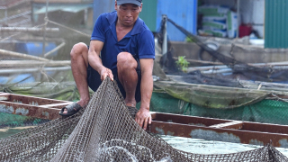 Phường Hải Dương dọc sông Thái Bình, xã Hợp Tiến dọc sông Kinh Thầy ở Hải Phòng, dân nuôi cá đang đối mặt điều gì?