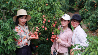 Hải Phòng gợi mở xây “bảo tàng sống về vải thiều”, kéo du khách tới mùa quả chín Xứ Đông