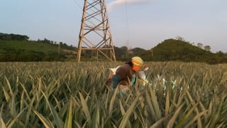 Tam Điệp là vùng nắng nóng ở tỉnh Ninh Bình, dứa gai là cây 'nồi đồng cối đá' mà dân vẫn phải làm điều này