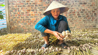 Nông dân một xã ở Hà Tĩnh trồng loại củ gia vị cay nồng, năng suất vượt trội, nhổ khỏi đất là bán hết vèo