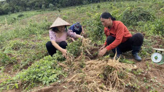 Từng một lần 'chia tay' Gia Lai, nay Kon Tum 'ở chung' với Quảng Ngãi, tỉnh mới có 3 loại sâm quý