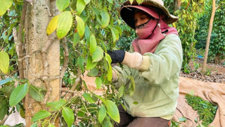 Tin rằng giá tiêu sẽ tăng lên mức 200.000 đồng/kg, nhiều người găm hàng chưa muốn bán