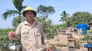 Vợ chồng U70 Hải Phòng vẫn 'cầm vạn quân' ra vườn, ngày làm đêm ngủ mà có của ăn của để