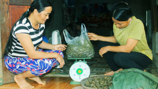 Trời chập choạng leo lên ngọn núi ở Hòa Bình bắt con động vật 'lạ đời' này, sáng ra bán đắt như tôm tươi
