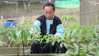 Sâm Ngọc Linh Sơn La: Kỳ vọng đổi đời cho đồng bào vùng cao