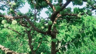 Trước thềm 'đón' tỉnh Long An về 'chung nhà', Tây Ninh có cây đặc sản nổi tiếng ra quả ngon quá trời như thế này đây