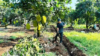 Trái cây xuất khẩu của Việt Nam đối diện khủng hoảng thừa, nhìn từ nhà vườn ở Đồng Nai