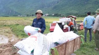 Nông dân Hòa Bình chạy đua với thời gian, bảo vệ thành quả vụ xuân trước thời tiết bất lợi
