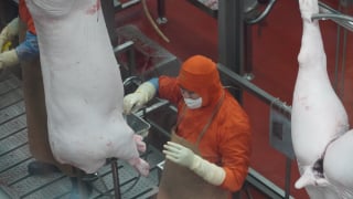 Clip: Kiểm tra quy trình giết mổ lợn tại nhà máy C.P. Việt Nam, kết quả ra sao?