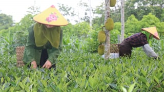 Sơn Dương (Tuyên Quang) 100% số xã về đích nông thôn mới 