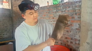 Tỷ phú Phú Thọ (mới) là nông dân nuôi con đặc sản, 'lắp cáp treo' chuyền thức ăn cho vạn con dúi, cả làng phục sát đất