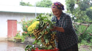 Đây là cách nông dân các tỉnh Hưng Yên, Hải Phòng, Bắc Ninh, Sơn La… thoát cảnh nông sản “được mùa mất giá”