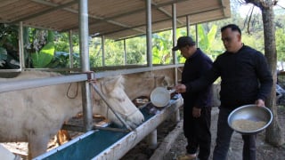 Dân ở xã Thống Nhất tỉnh Lạng Sơn sắm sửa nhà lầu, xe hơi,... từ nghề nuôi loài 'vàng trắng' xứ Lạng