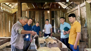 Tặng giống tre Bảy Dâu, Hội Nông dân xã Kiên Đài, Tuyên Quang tiếp sức cho mô hình nuôi dúi đặc sản