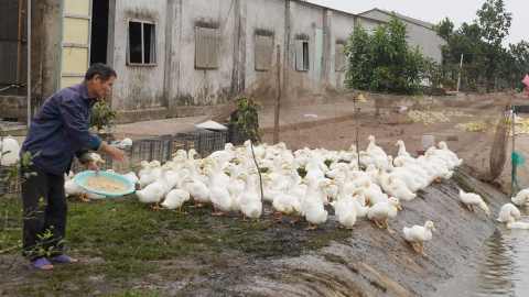 Một xã của tỉnh Thái Bình, nông dân nuôi cá trắm đen, nuôi gà, vịt mà nâng thu nhập bình quân lên 72 triệu đồng/người/năm