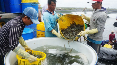  Chủ động chuyển hướng xuất khẩu thủy sản sang Trung Quốc, EU, Nhật Bản... nếu Mỹ áp thuế 46%
