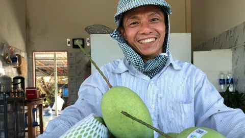 Người Sài Gòn đến vùng chưa có điện ở Bình Thuận trồng xoài cát đặc sản ra trái to bự, cắn ngọt chân răng