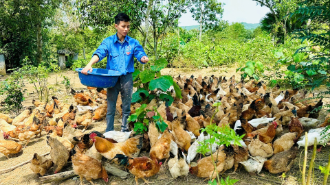 Về quê nuôi gà, chăn lợn tiêu chuẩn VietGAP, thanh niên Nghệ An thoát nghèo nhanh, lan tỏa mô hình tốt