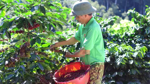 Một 'ông lớn' xuất khẩu cà phê ở Việt Nam có doanh thu 77.000 tỷ đồng, nhưng Chủ tịch HĐQT chỉ nhận thù lao... 10 triệu đồng/tháng