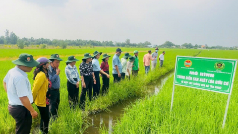Trồng lúa ST24 ngon nhất thế giới, nông dân TP.HCM phải “trông mưa”