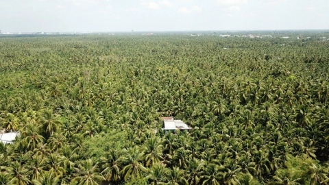 Sáp nhập Bến Tre, Trà Vinh và Vĩnh Long sẽ tạo nên 'siêu vùng nguyên liệu dừa'