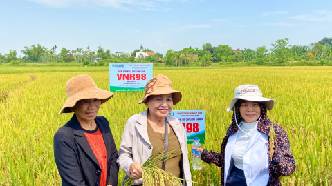 Nông dân xứ Quảng ngỡ ngàng với giống lúa mới VNR98 đẹp rực rỡ, năng suất cao, gạo ngon của Vinaseed