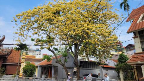 Hà Nội: Phát hiện cây hoa bún thứ 2 khiến nhiều chị em 'ngẩn ngơ'