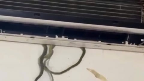 Mở điều hòa, thấy cái đuôi rắn thò ra, một gia đình ở Quảng Nam tá hỏa phát hiện nguyên ổ rắn 7 con 