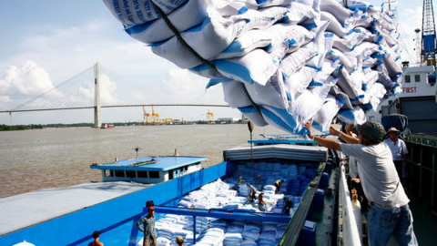 Doanh nghiệp gạo Việt Nam thua lỗ hoặc chỉ duy trì được biên lợi nhuận rất mỏng, vì sao vậy?