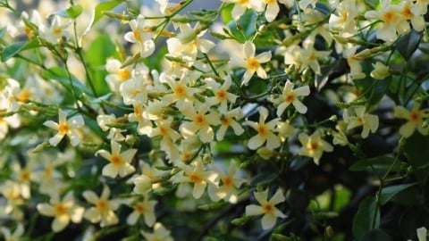Đừng trồng hoa giấy nữa, cây cảnh triệu hoa này tươi đẹp, dễ trồng, nở hoa liên tục còn thơm ngát