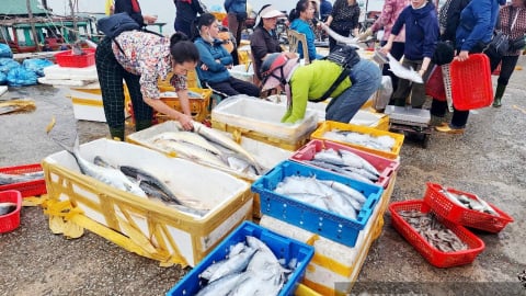 Tôm tươi, cá giãy đầy khoang, dân biển Hà Tĩnh cứ thế 'hốt bạc'