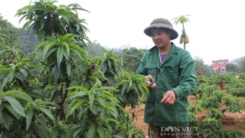 Một nông dân Lạng Sơn trồng thành công thứ cây cảnh hot, xưa 'tiến vua', thu nhập gấp 30 lần cấy lúa