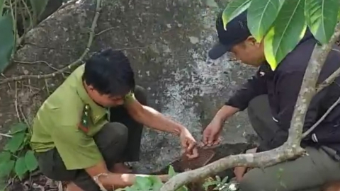 Một con động vật hoang dã có tính nhút nhát, hay giấu mặt được thả về sống ở ngọn núi cao thứ hai Nam Bộ