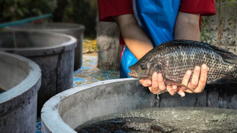 Bán đủ loài cá, tôm, nhuyễn thể cho toàn cầu, Việt Nam đã thu 3,3 tỷ USD, bất ngờ lớn từ loài cá nuôi nhiều ở ao làng