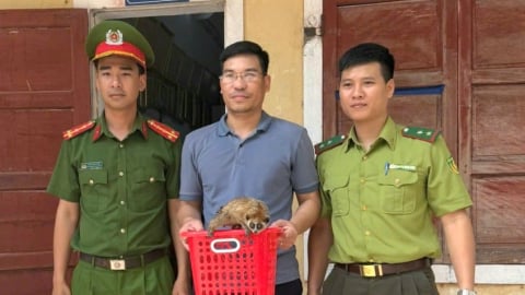 Tình cờ thấy con vật có đôi mắt rõ to, phát sáng, một người Quảng Bình bắt đem về giao nộp cho công an