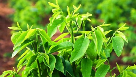 Cách chăm sóc da bằng rau ngót đơn giản tại nhà