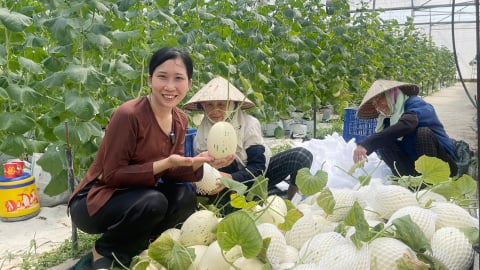 Hội Nông dân Bắc Giang tư vấn để nông dân, HTX, doanh nghiệp làm đúng 5 yếu tố, 3 nguyên tắc cho sản phẩm OCOP