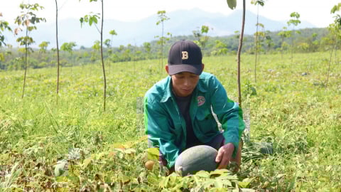 Tưởng xanh vỏ mà đâu có đỏ lòng, dân trồng dưa hấu ở Quảng Bình phát nản vì điều này