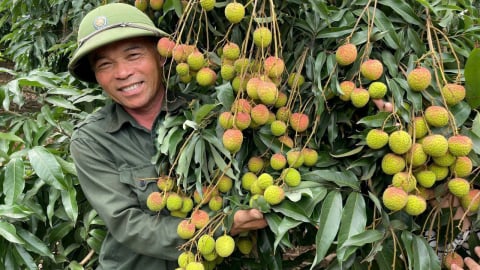 Nhà vườn Phương Nam ở Quảng Ninh đẹp như phim, đầy trái ngon, Quỹ Hỗ trợ cho vay vốn