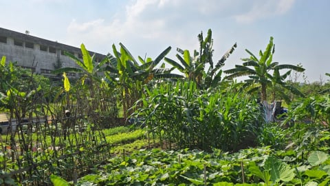 Dự án nhà ở xã hội tại Hà Nội bị bỏ hoang, thành nơi trồng rau