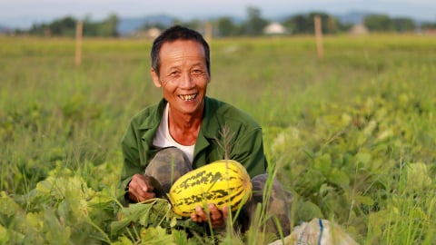 Ở xã này của Hà Tĩnh, dân trồng thứ quả gì mà thơm, tiền bỏ túi cao gấp 6 lần cấy lúa?